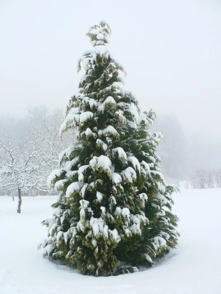 Tree well и SIS: тихая опасность в лесу